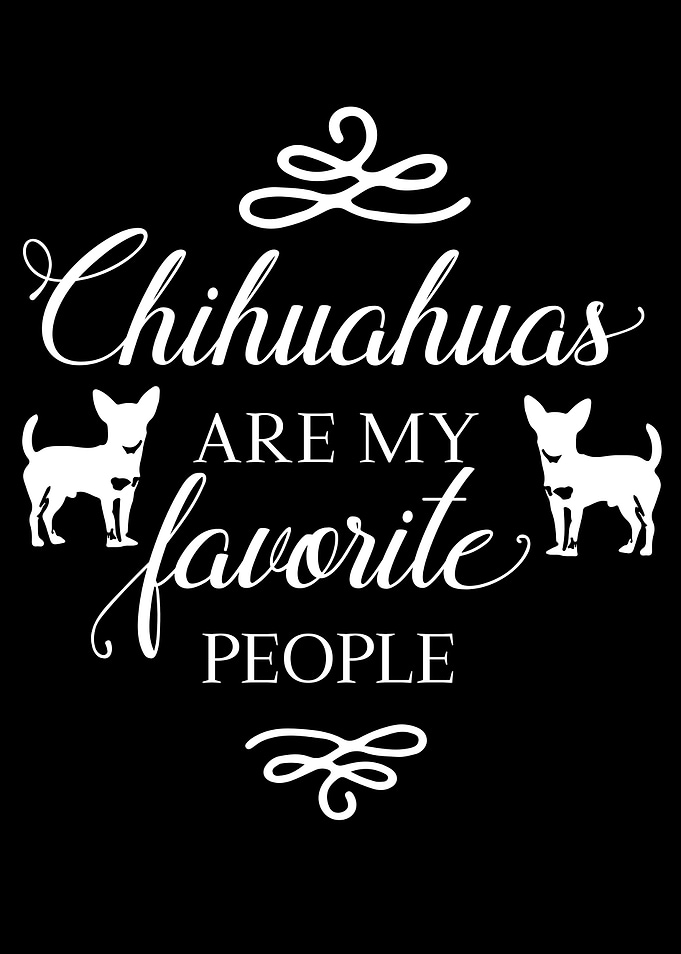 Chihuahua Dog