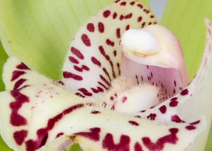 Cymbidium Flower