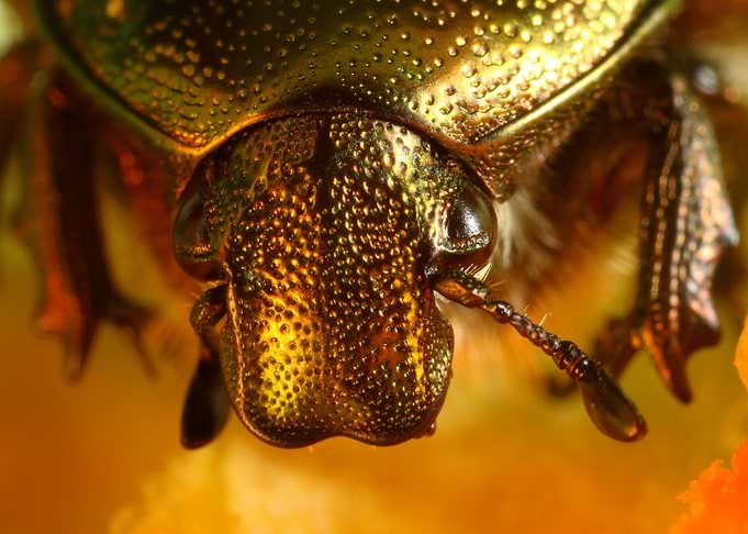 Golden eyes