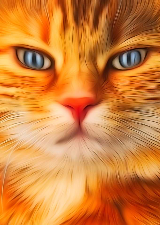 Cat Orange