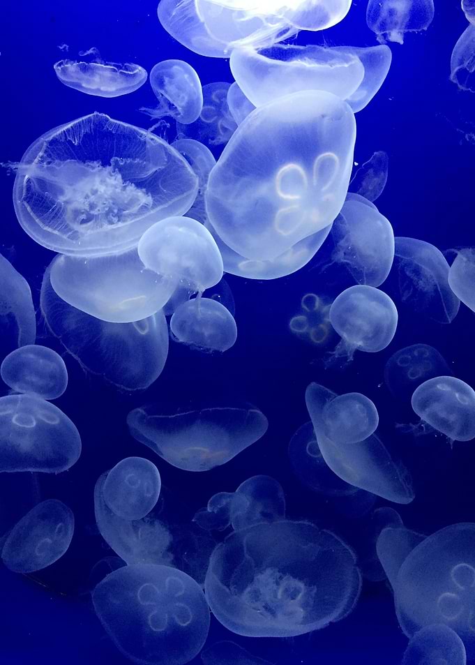 Jellyfishes underwater