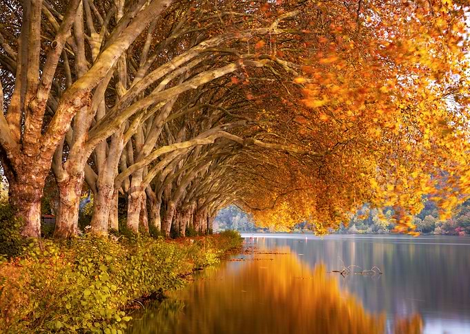 Autumn Scenes