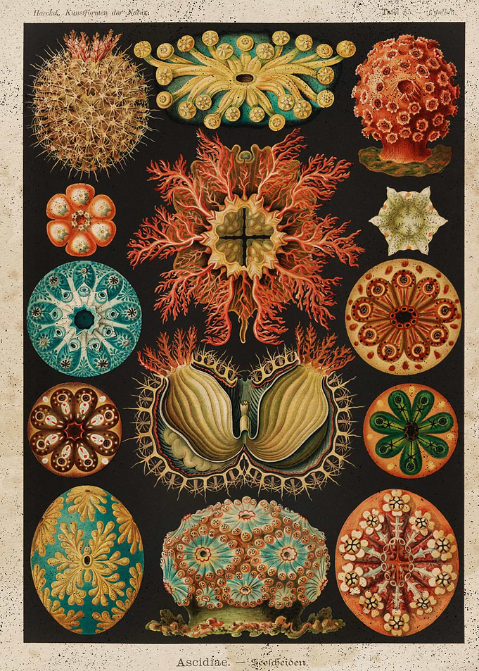 Deep Biology