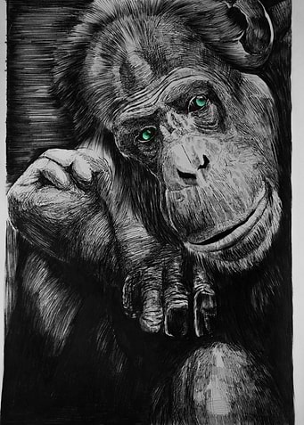 Chimp the thinker