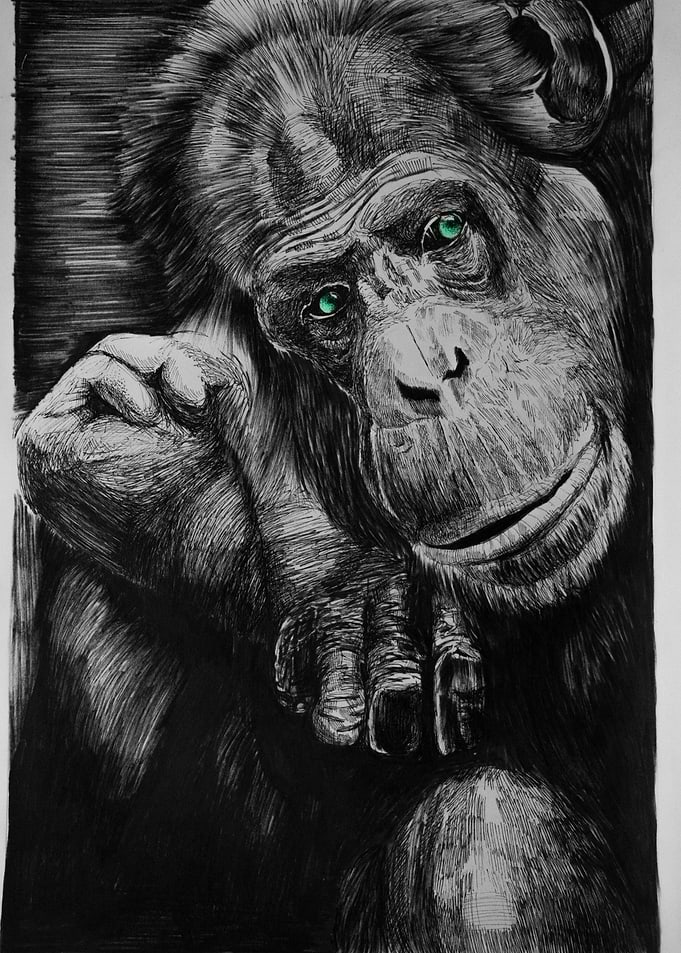 Chimp the thinker