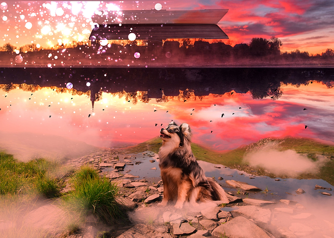 Dog fantasy arts