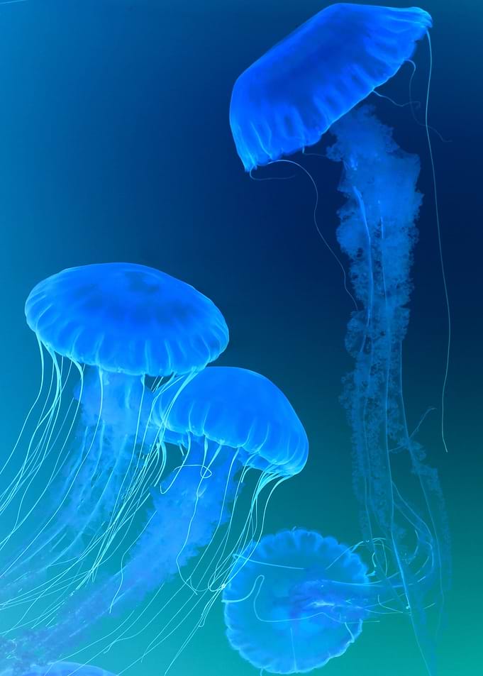 Jellyfishes underwater