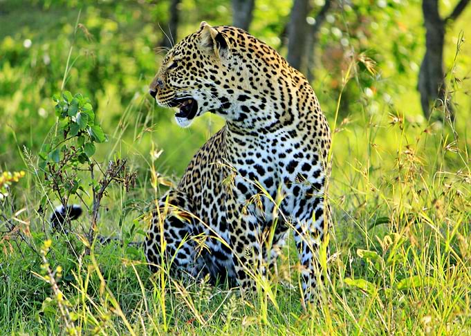 Beautiful Leopard