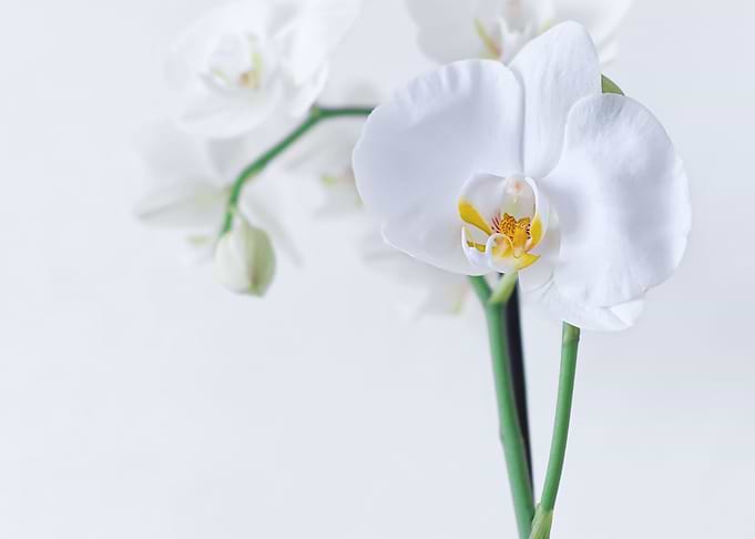 White and pretty