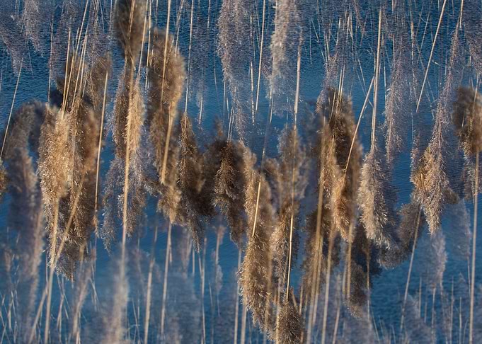 Wave of Grass