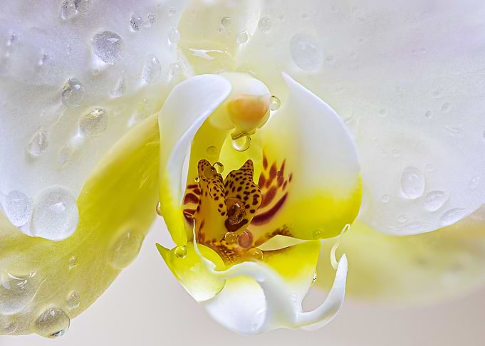 Yellow centered