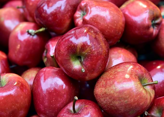 Apple harvest
