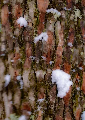 Tree Flecks