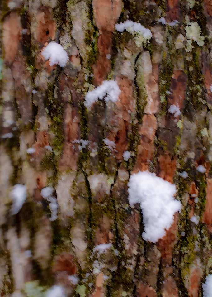 Tree Flecks
