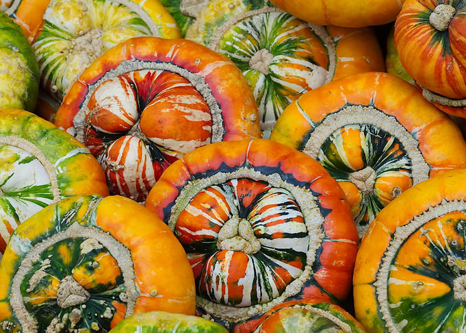 Squash Patch