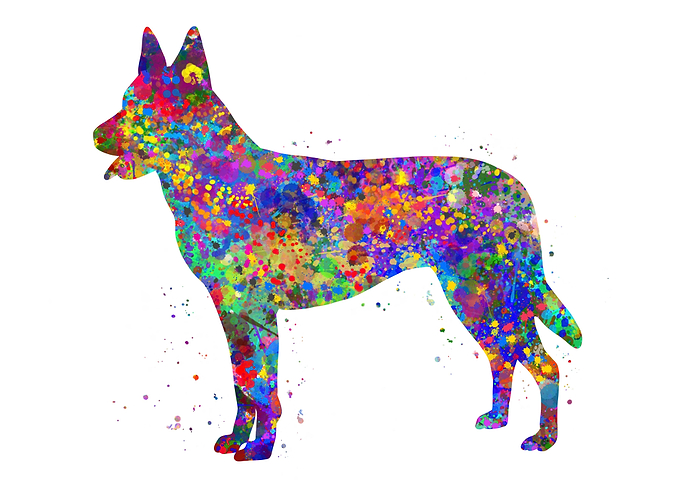 Dutch shepherd dog