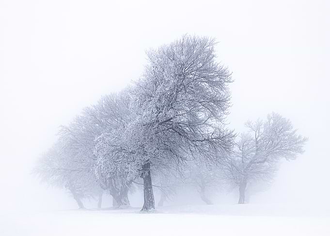 Winter in black forest