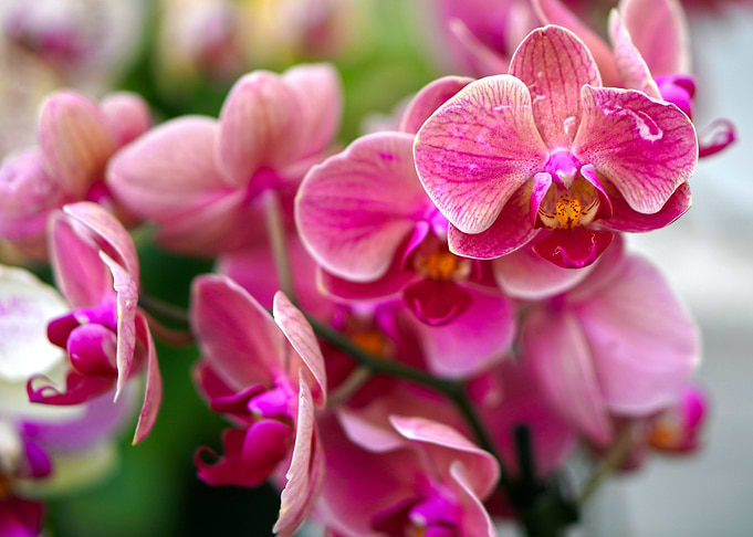 Darker pink