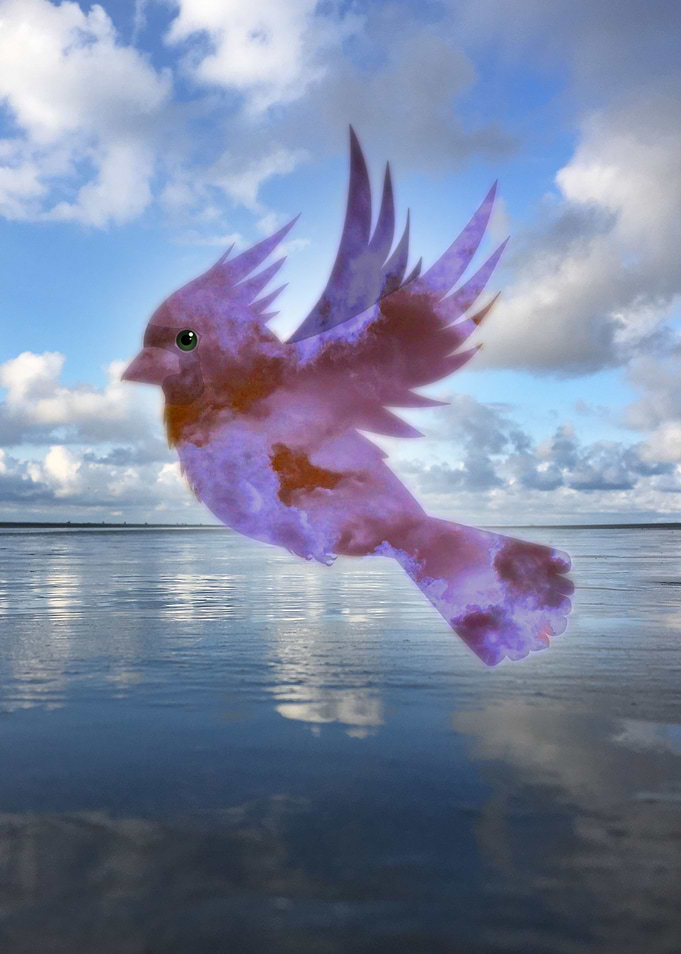 Reflection of a cardinal