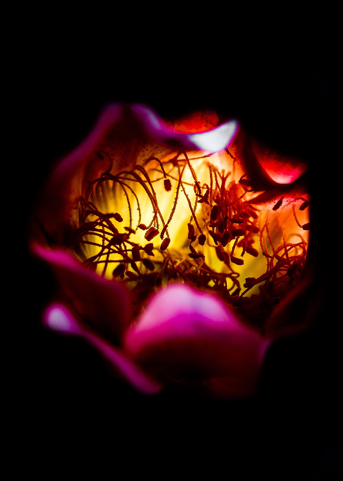 Dark Cactus Flower