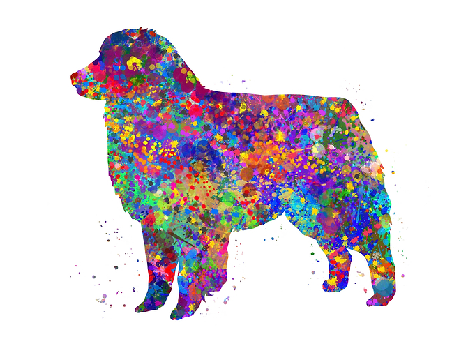 Australian shepherd dog