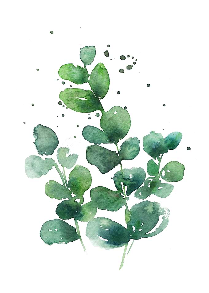 Modern eucalyptus 1