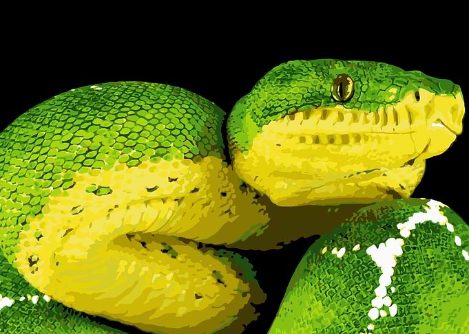 Snake Reptiles