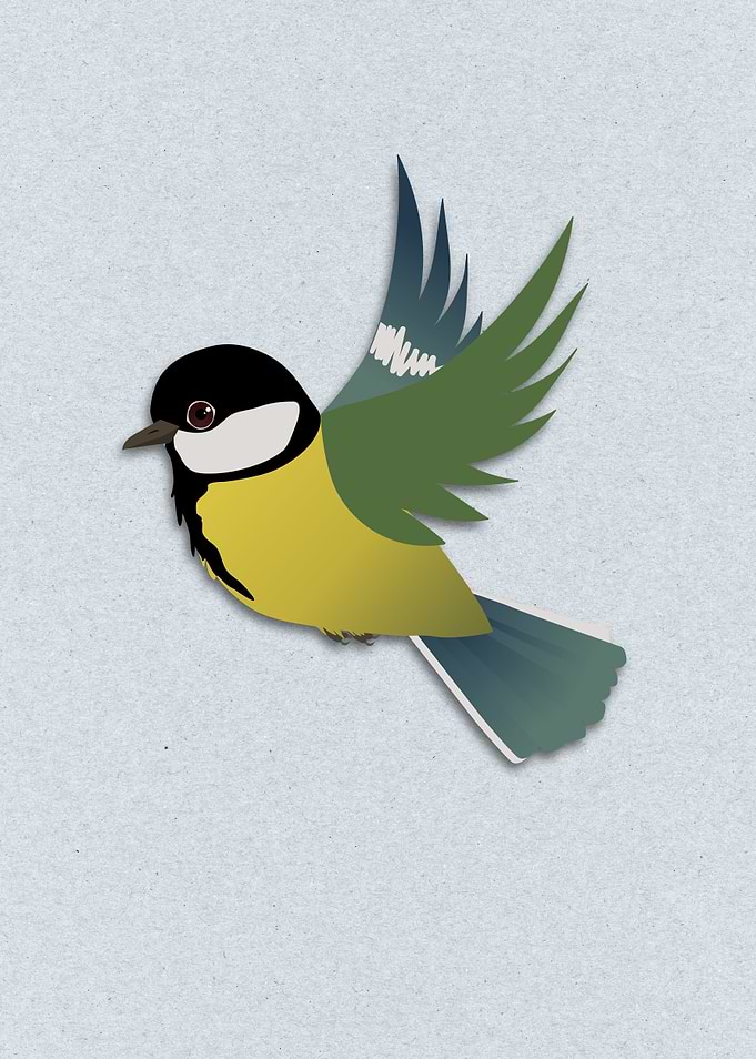 Flying great tit bird
