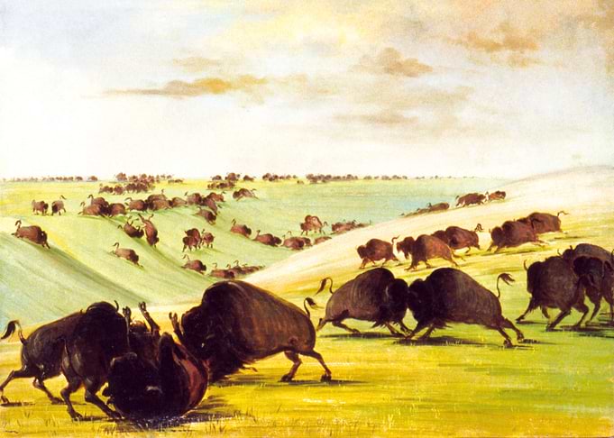 Buffalo Bulls