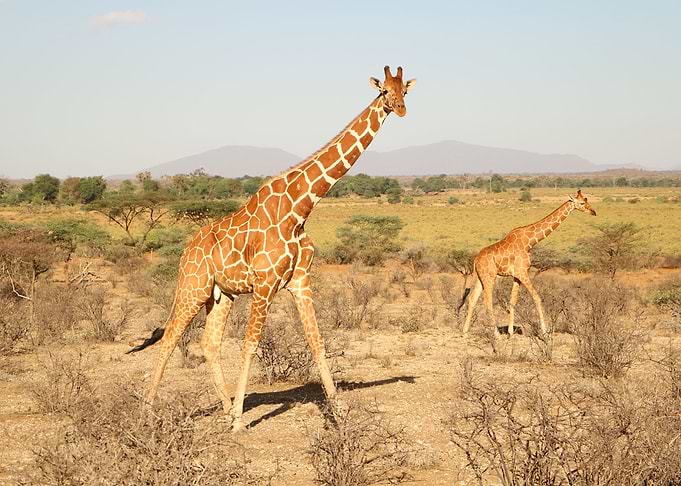 Giraffe