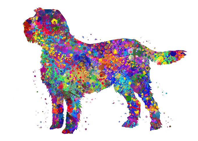 Italian Spinone dog