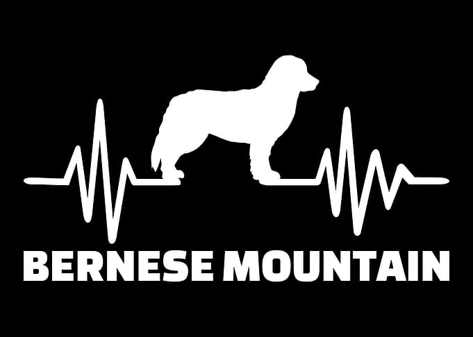 Bernese Mountain