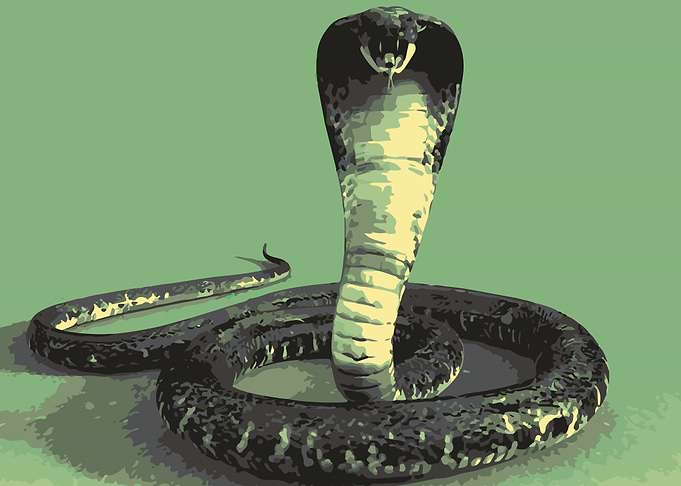 Snake Reptiles