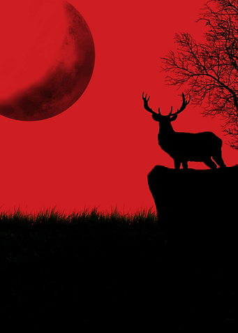 Red Deer