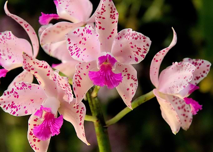 Pink dappled orchid