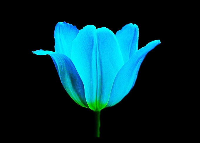 Tulip