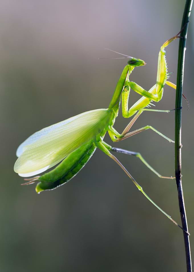 The Mantis light