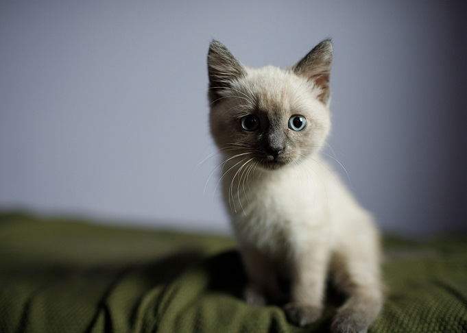 cat poster