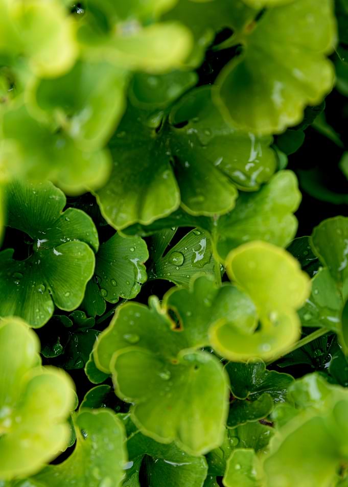 Ginkgo Leaves