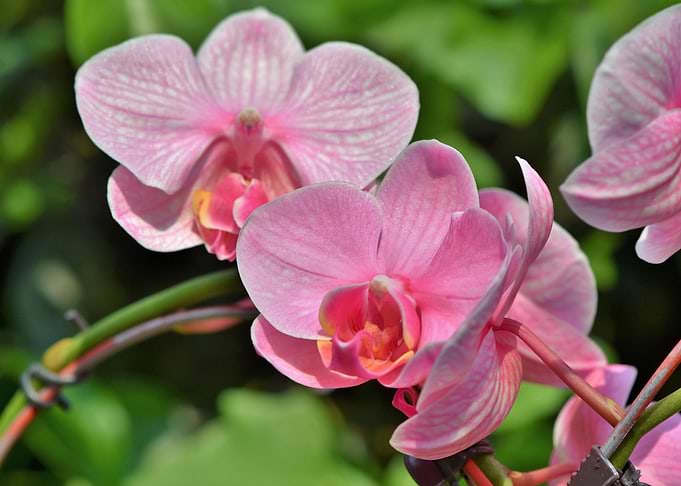 Pink orchods on the stem