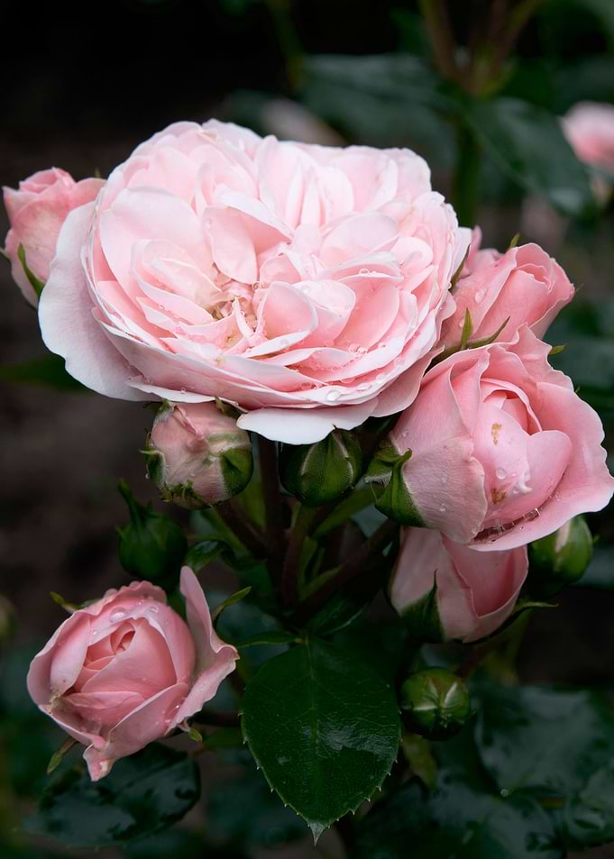 Pink rose flower