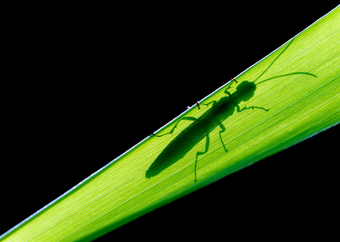 The green shadow