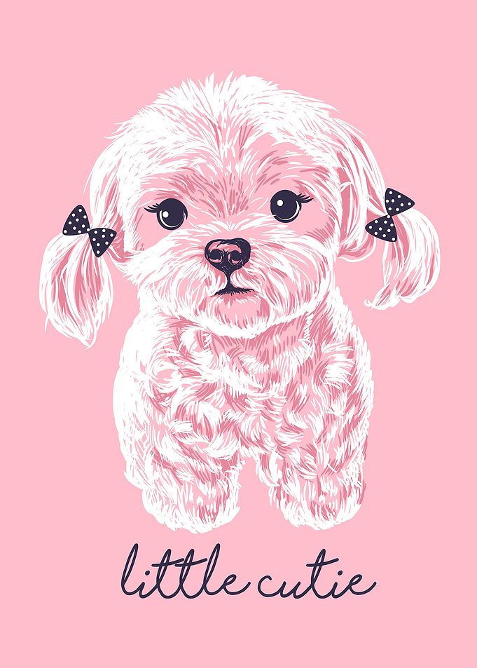Maltese dog