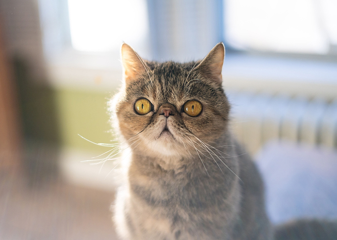 cat poster