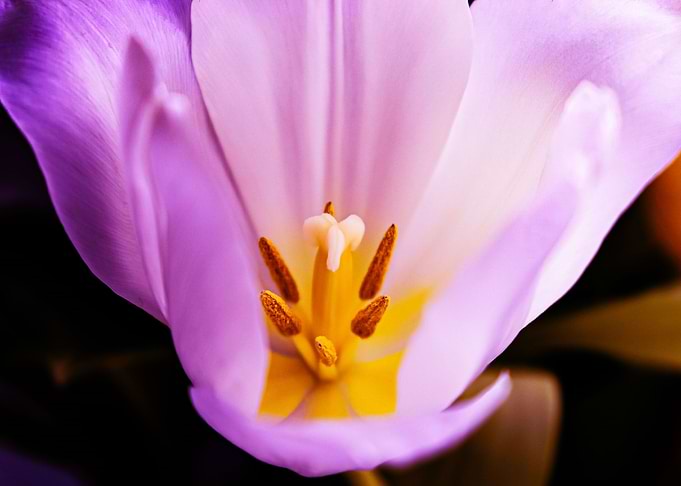 Tulip