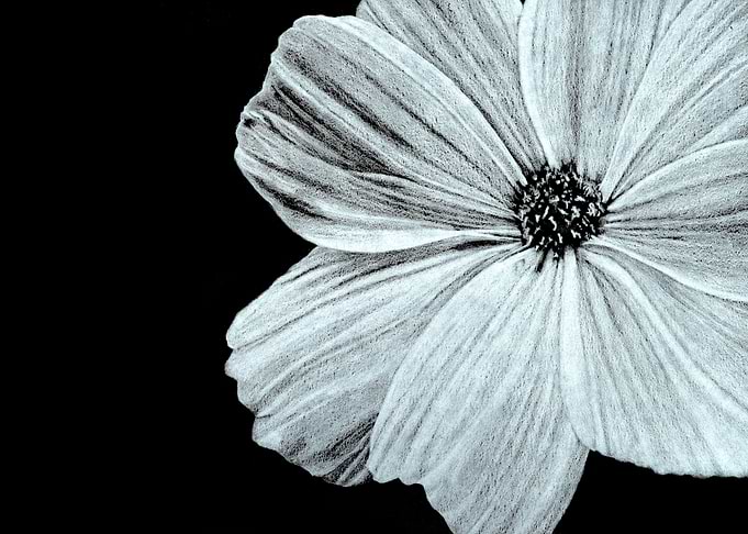 Cosmos Black and White
