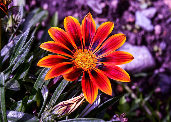 Beautiful Flower