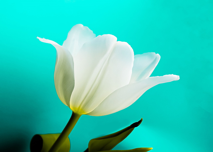 Tulip
