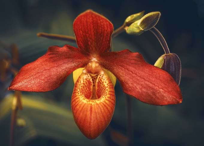 Orchid variety