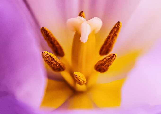 Tulip